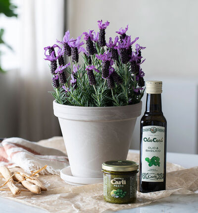 Olivenolje Basilikum 250 ml Olivenolje Basilikum 250 ml